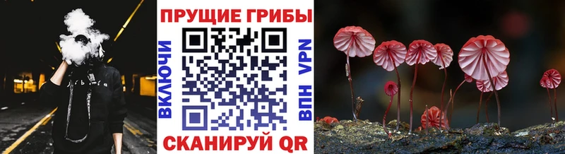 kraken онион  Анжеро-Судженск  Галлюциногенные грибы Psilocybe 